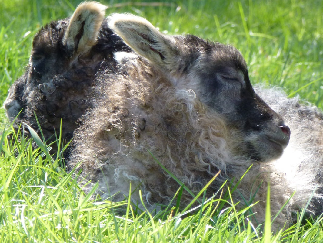 Tideview Farm, or "What do you do out there?"