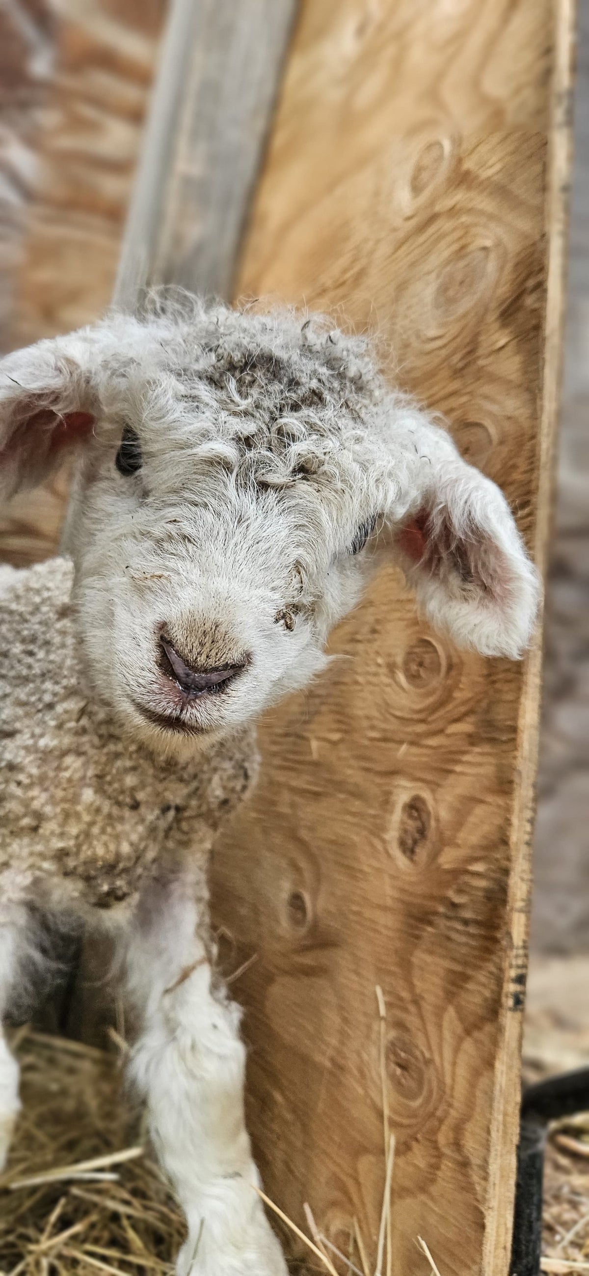 Farming on Pender Island: Martha McMahon of Inish Eile Farm