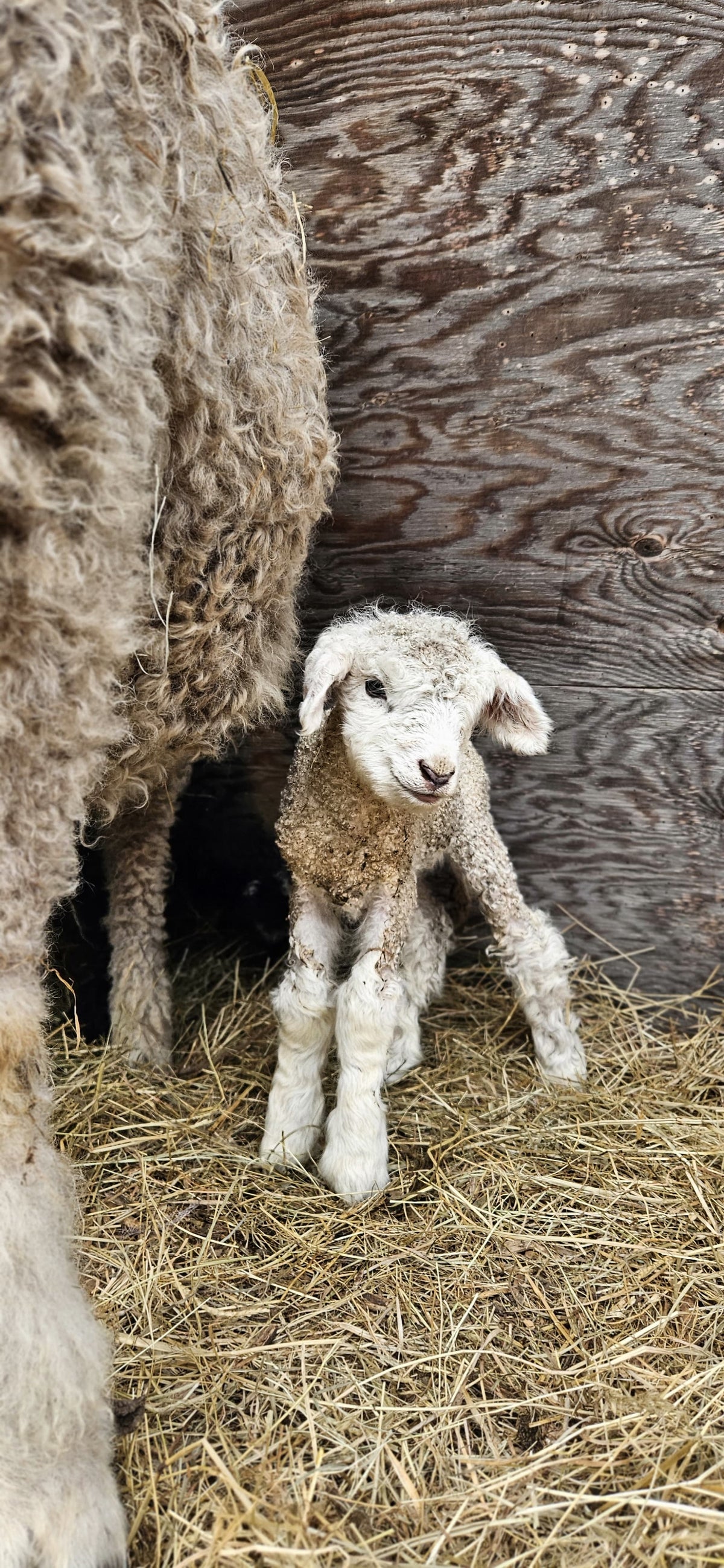 Farming on Pender Island: Martha McMahon of Inish Eile Farm