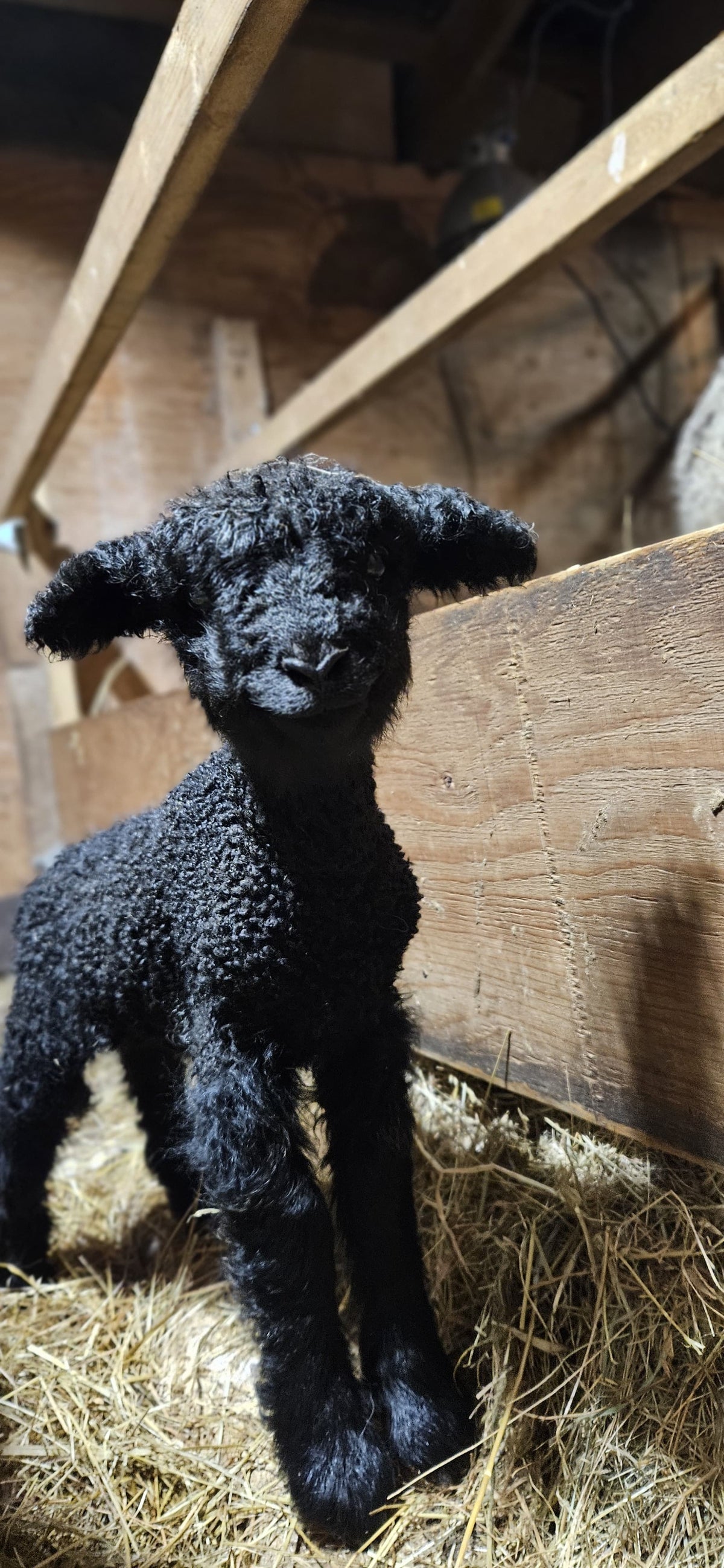 Farming on Pender Island: Martha McMahon of Inish Eile Farm