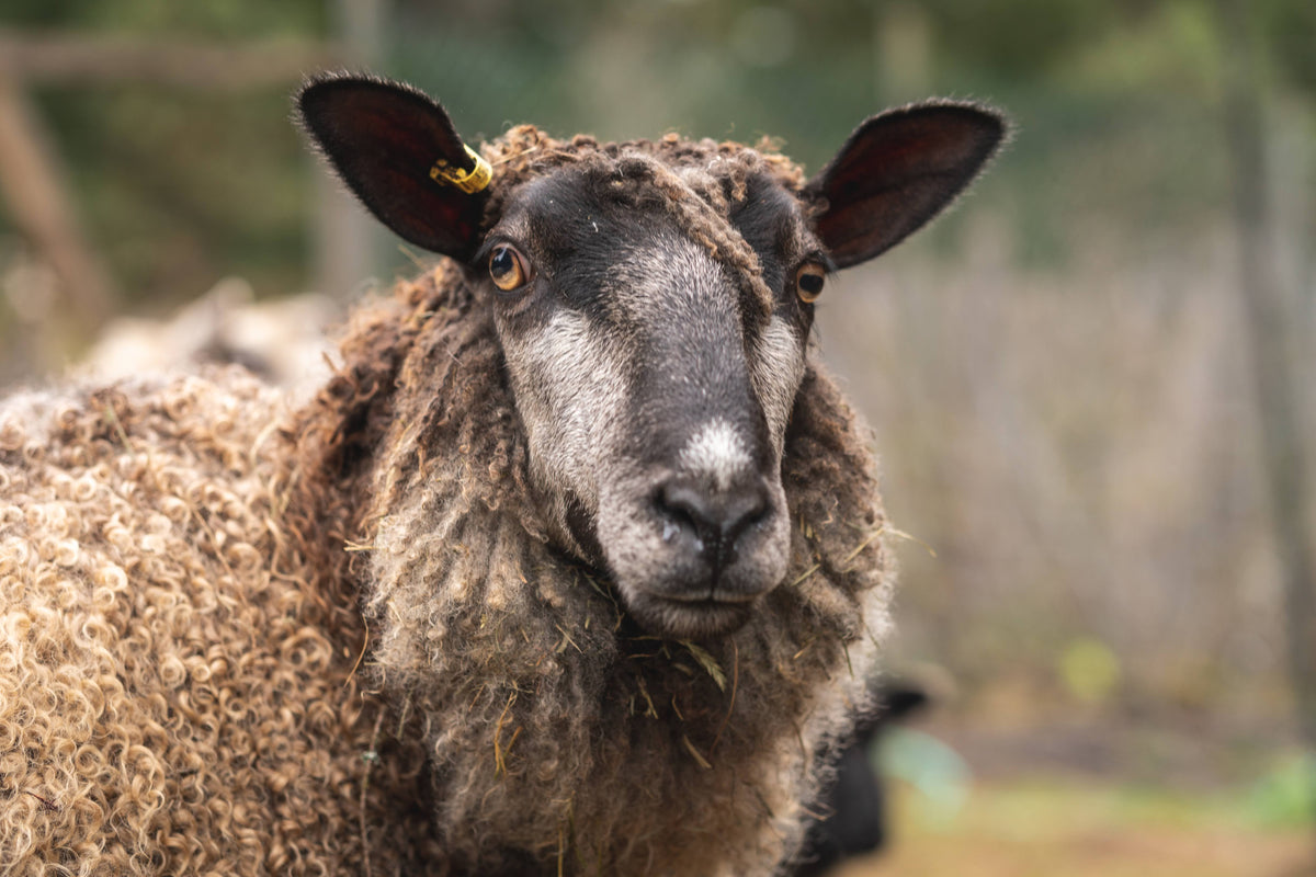 Wool Works: A Life in West Coast Fibre Farming