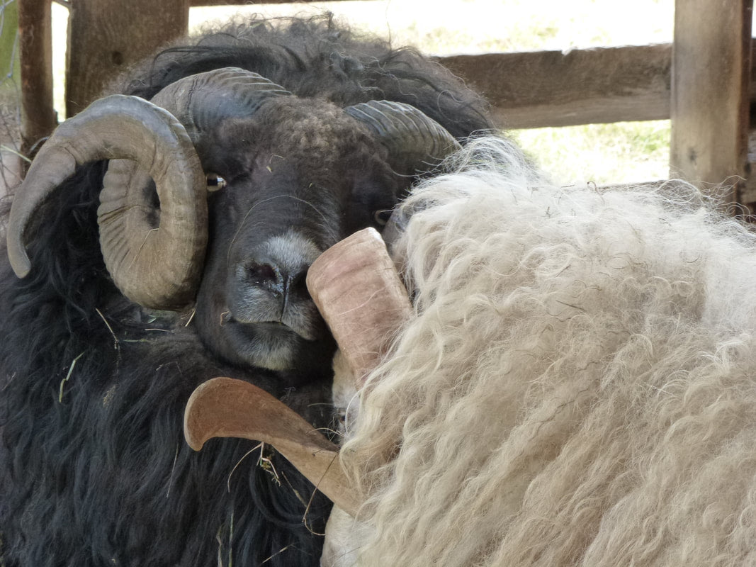 Tideview Farm, or "What do you do out there?"